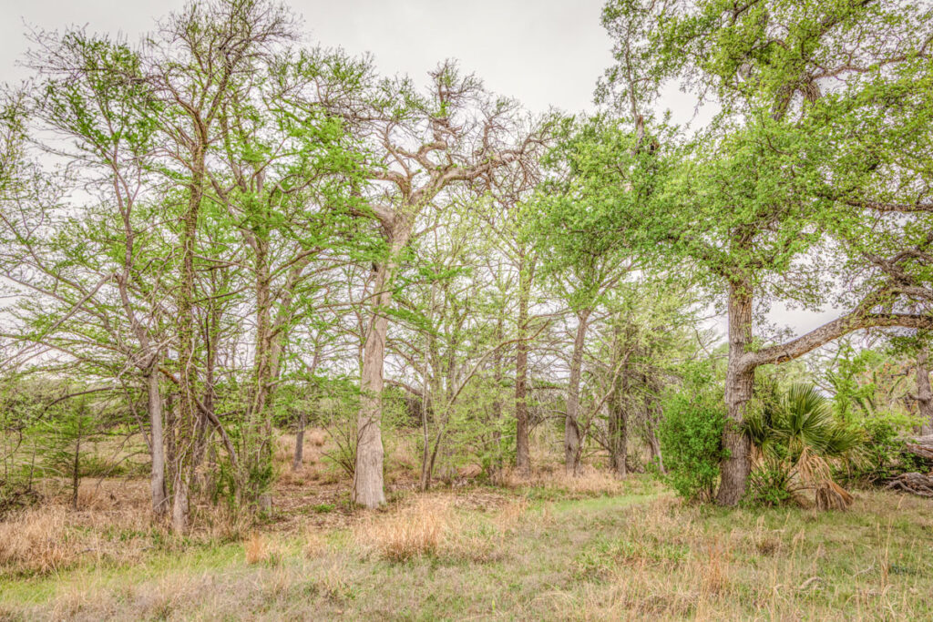 Little Blanco River Ranch – Trees & Timber – Image 21