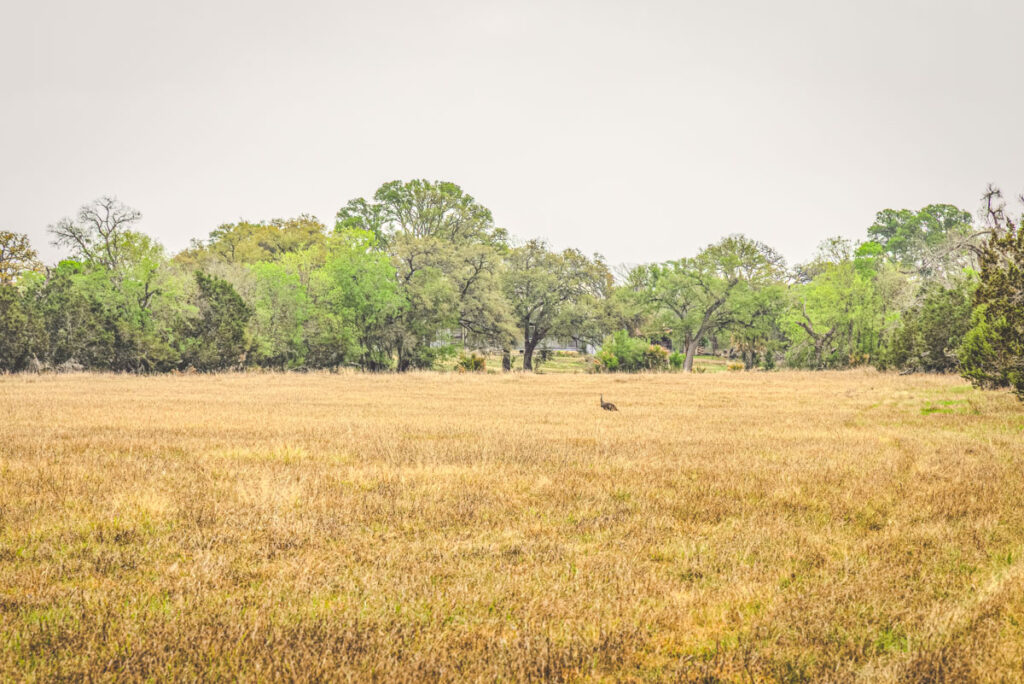 Little Blanco River Ranch – Wildlife – Image 2