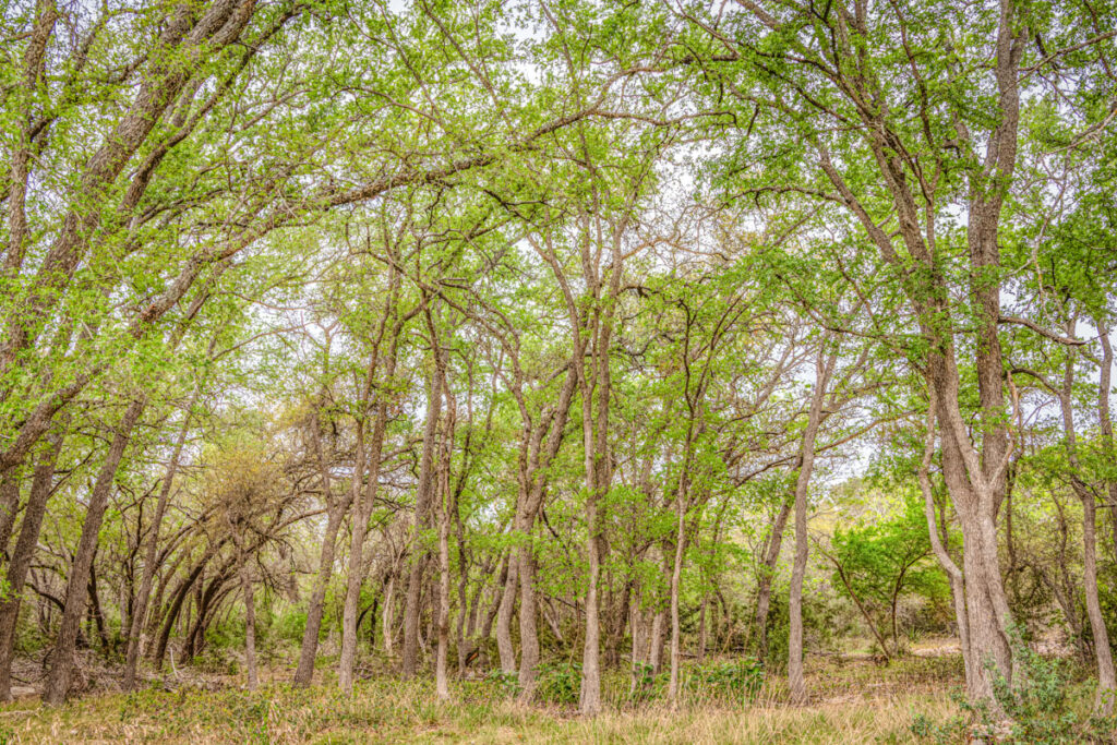 Little Blanco River Ranch – Trees & Timber – Image 23