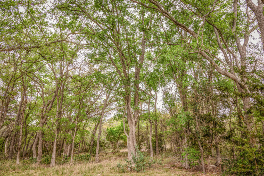 Little Blanco River Ranch – Trees & Timber – Image 24