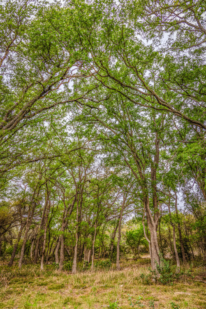 Little Blanco River Ranch – Trees & Timber – Image 25