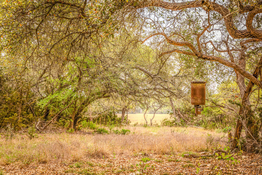 Little Blanco River Ranch – Trees & Timber – Image 2