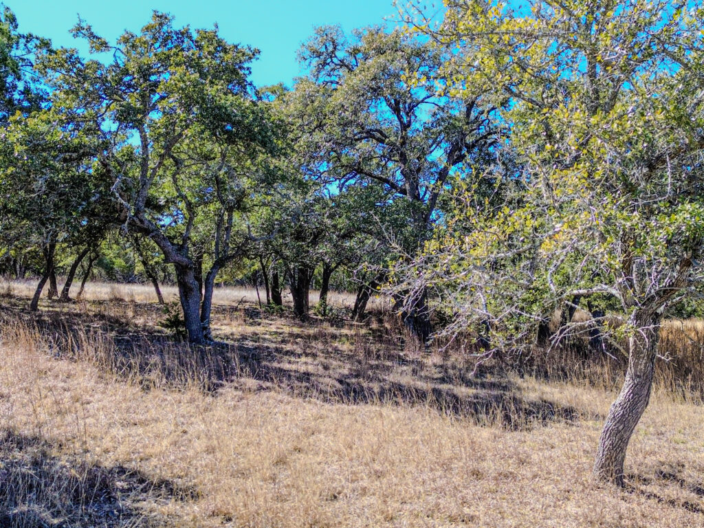 Little Blanco River Ranch – Trees & Timber – Image 28