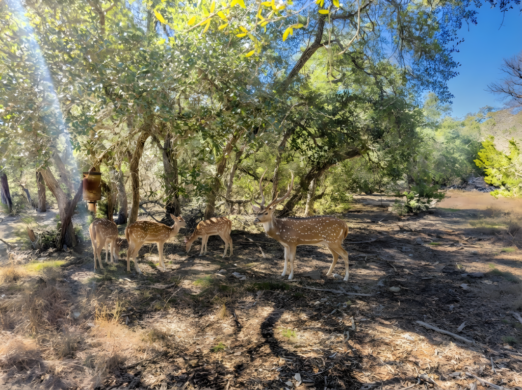 Little Blanco River Ranch – Wildlife – Image 1
