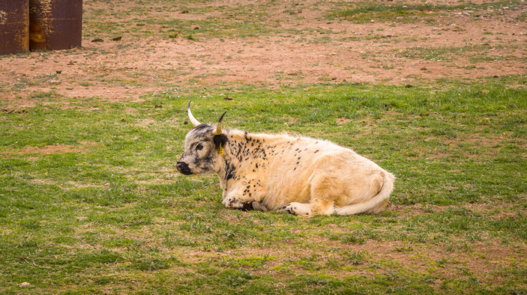 Williams Estate – Miscellaneous – Image 79