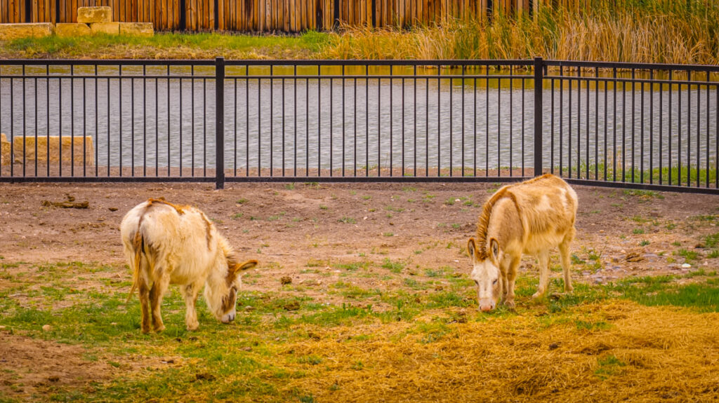 Williams Estate – Miscellaneous – Image 80