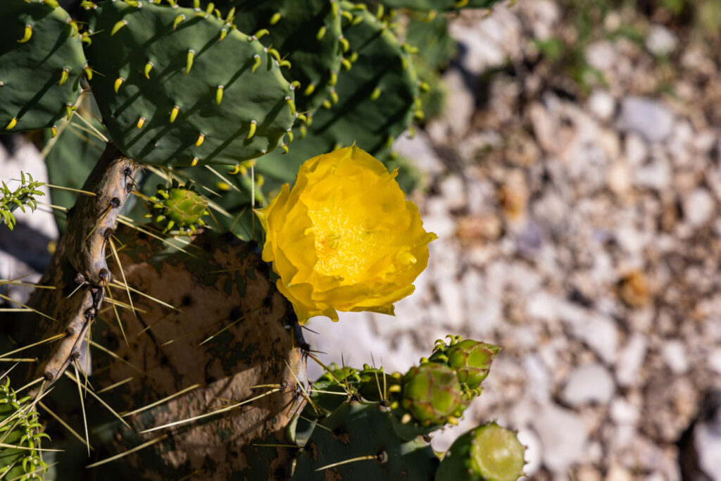 DeeNada Bass Ranch – Miscellaneous – Image 144
